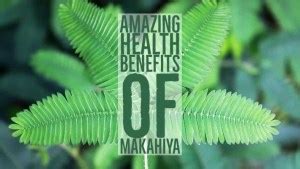 makabuhay plant benefits|18 Amazing Health Benefits Of Makabuhay .